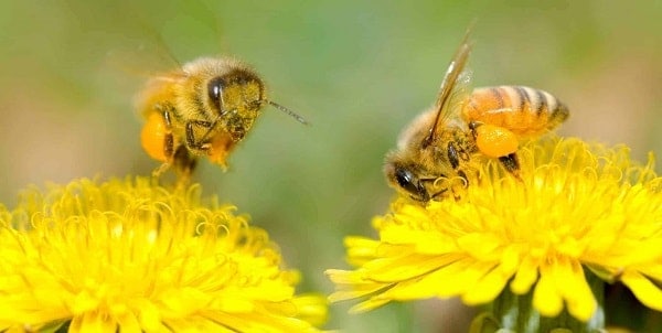 Bees Pollinating