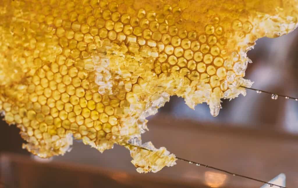 Foundation vs foundationless beekeeping - Broken Honeycomb