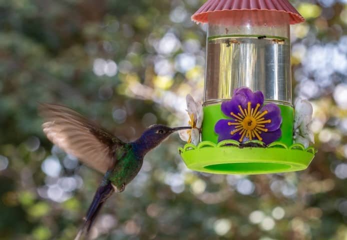Hang feeders in shaded area to keep bees away from hummingbird feeders