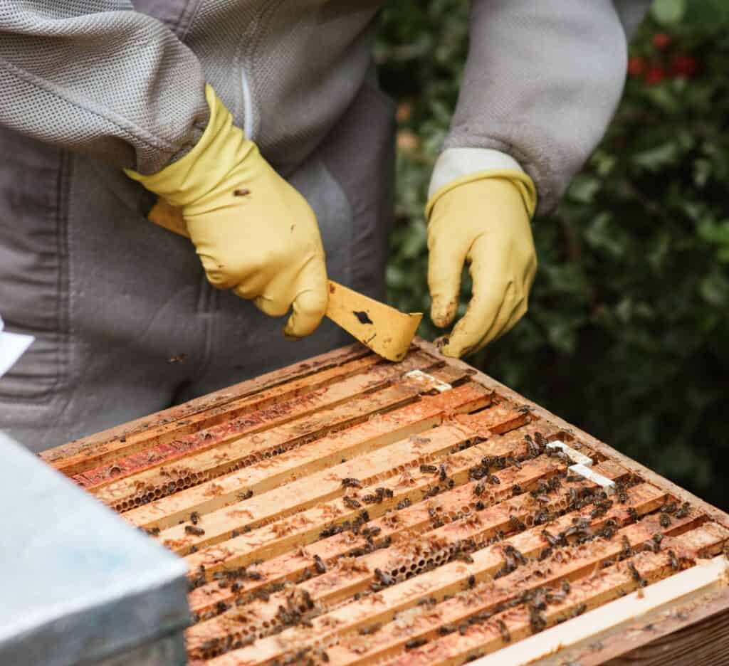 Hive tools make great beekeeper gifts