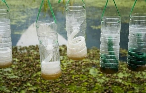 Homemade Insect Traps