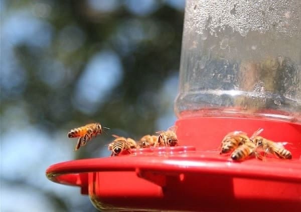 How to Keep Bees Away from Hummingbird Feeders