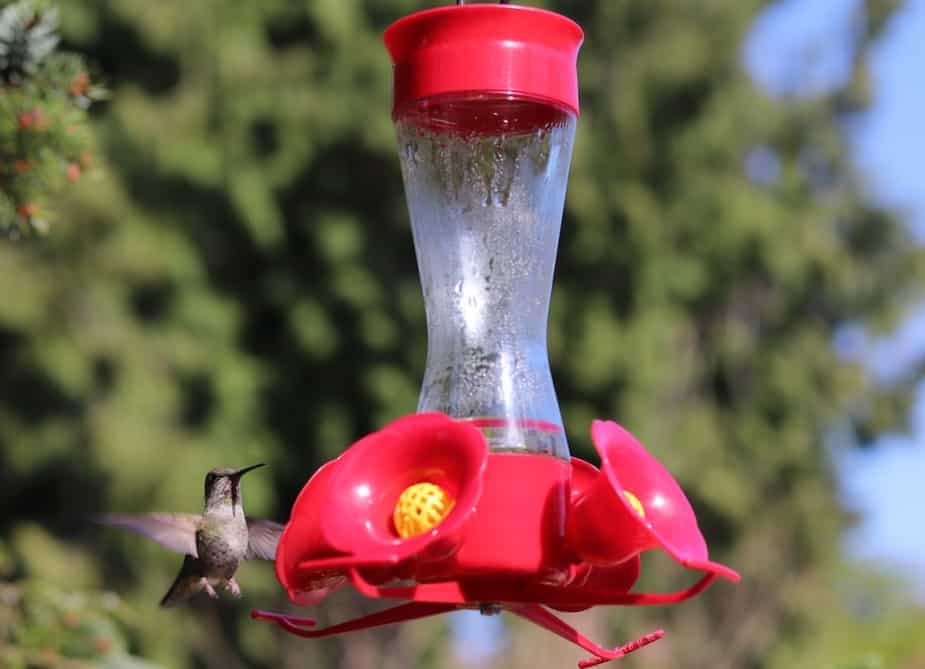 Hummingbird Feeder Free From Bees and Insects