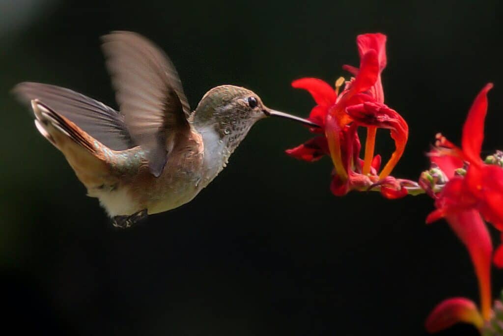Hummingbird feasting on sweet nectar as a food source