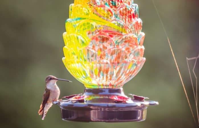 Keep hummingbird feeders and feeding ports clean