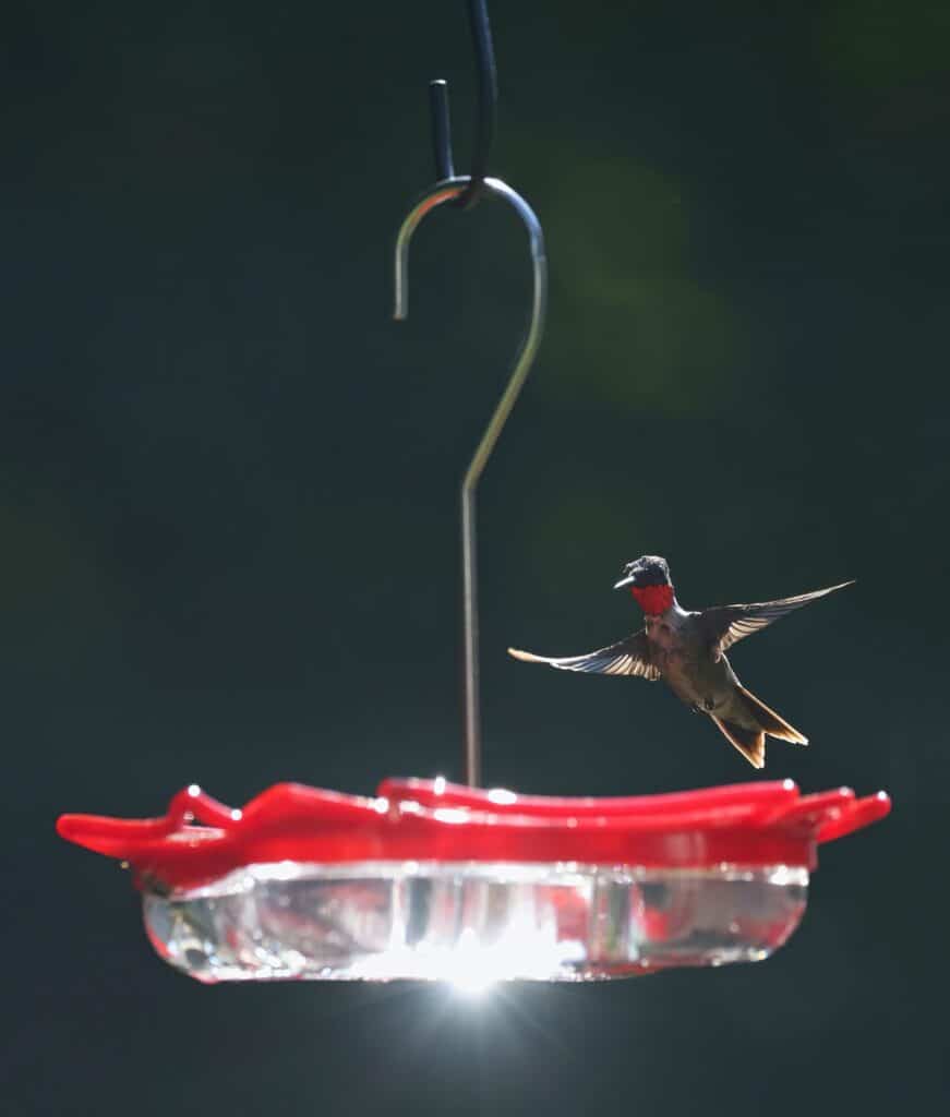 Keep hummingbird feeders and feeding ports clean