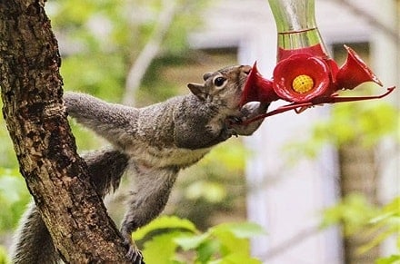 Squirrel Drinking From Hummingbird Feeder