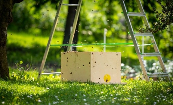 After Catching Swarm of Honey Bees