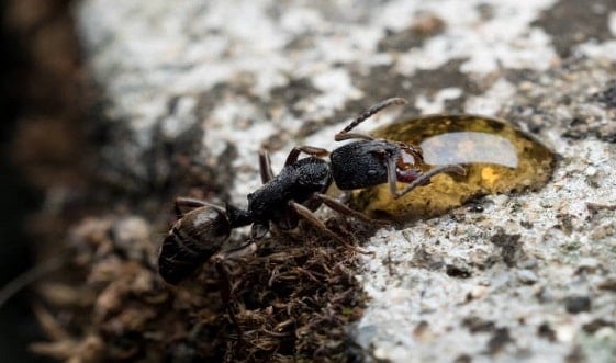 Ant Eating Spillage Near Hive