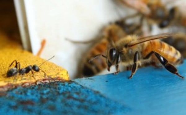 Ant in Beehive Vs Honey Bee