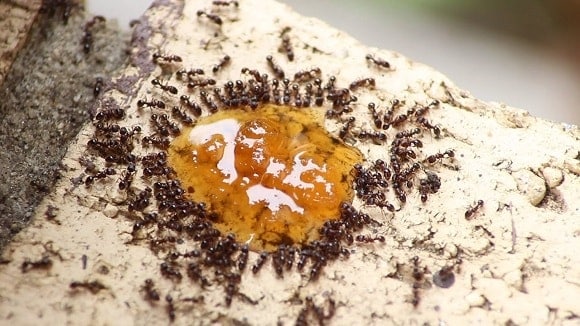 Ants Eating Honey from a Hive