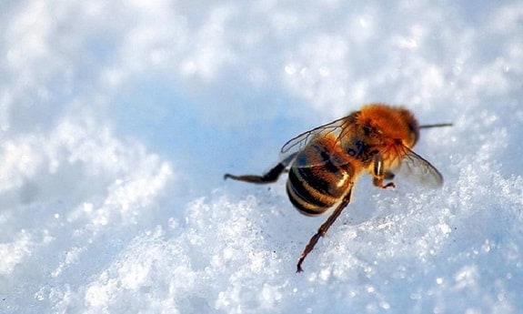 Bee in Winter Snow