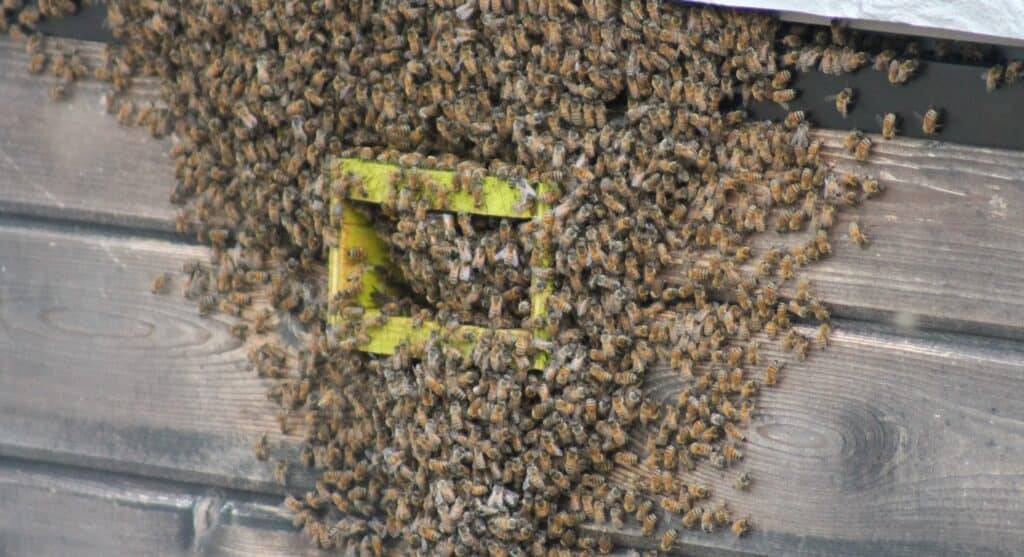 Bee population of honey bees