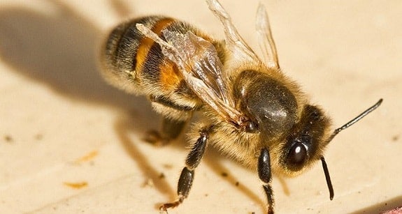 Bee with Deformed Wing Virus