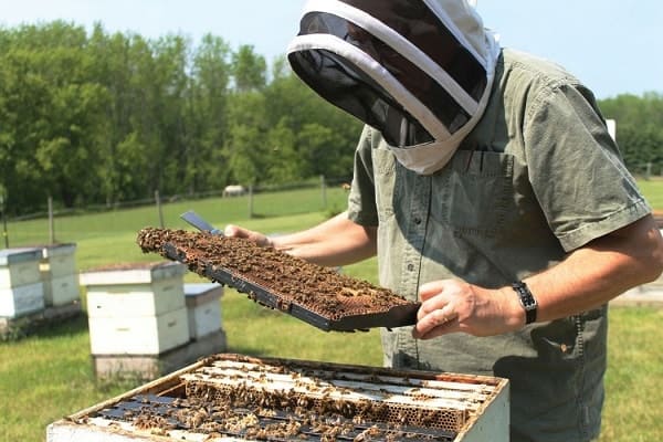 Beehive Inspection With Maximum Natural Light