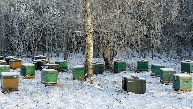 Beehive in Winter