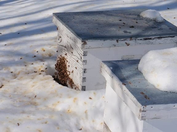 Beehive in Winter