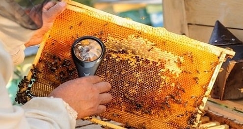 Beekeeper Inspecting Varroa Mites