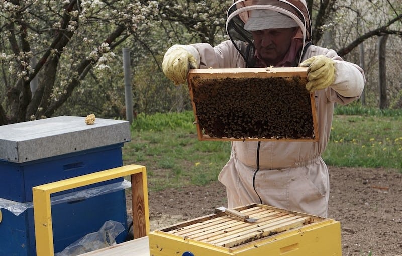 Beekeeper Lifting Frames During an Inspection
