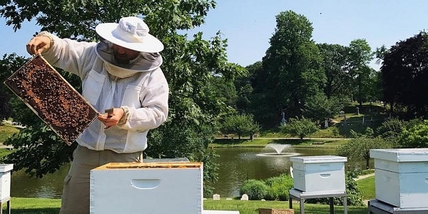 Beekeeper Lifting Frames During an Inspection