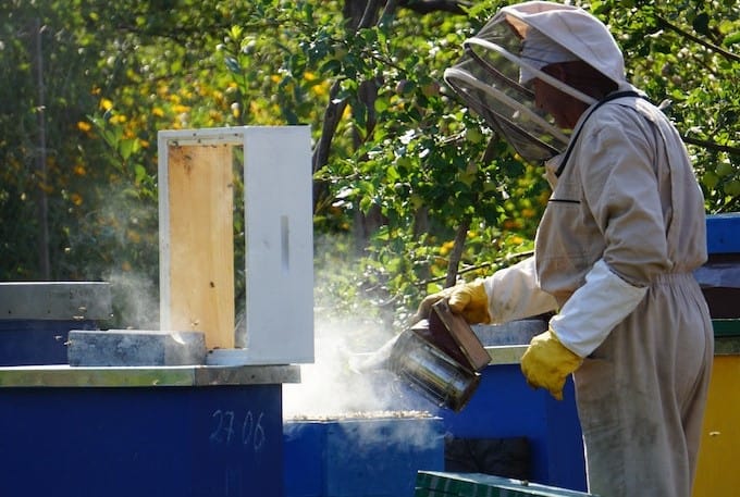 Beekeeper Performing First Hive Inspection