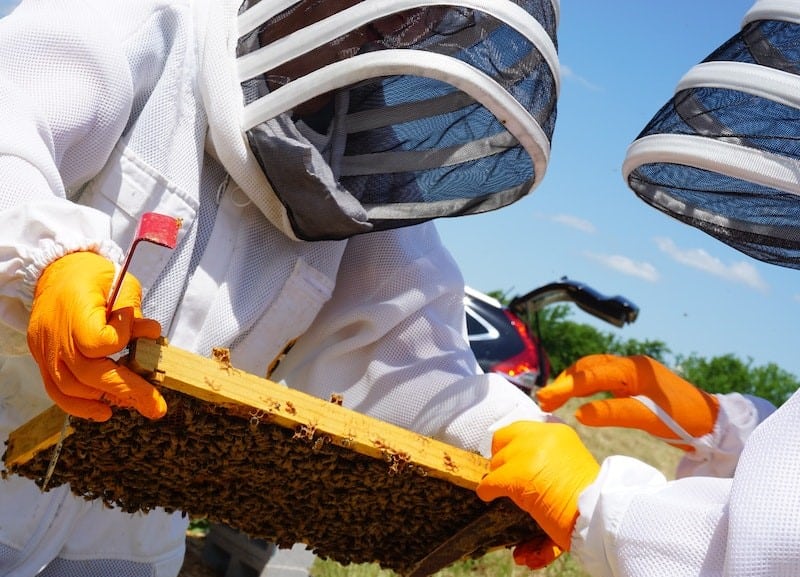Beekeeper Performing a Beehive Inspection