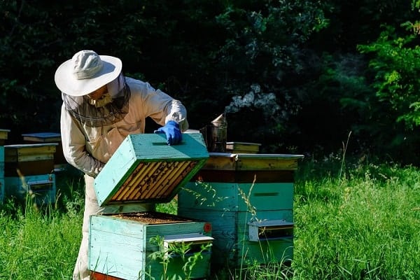 Beekeeper Performing a Beehive Inspection