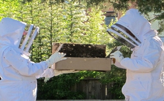 Beekeepers Putting a Swarm Into Container