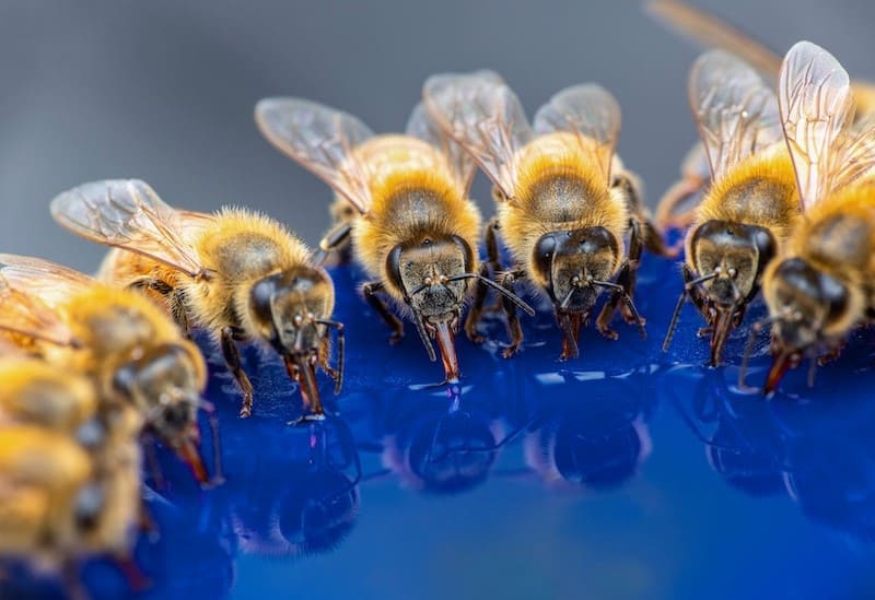 Bees Drinking from Alternative Water Source
