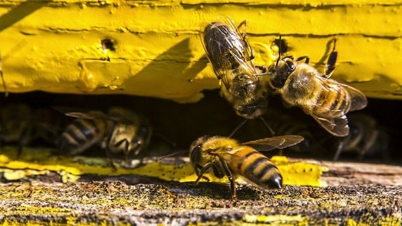 Bees in a Painted Beehive