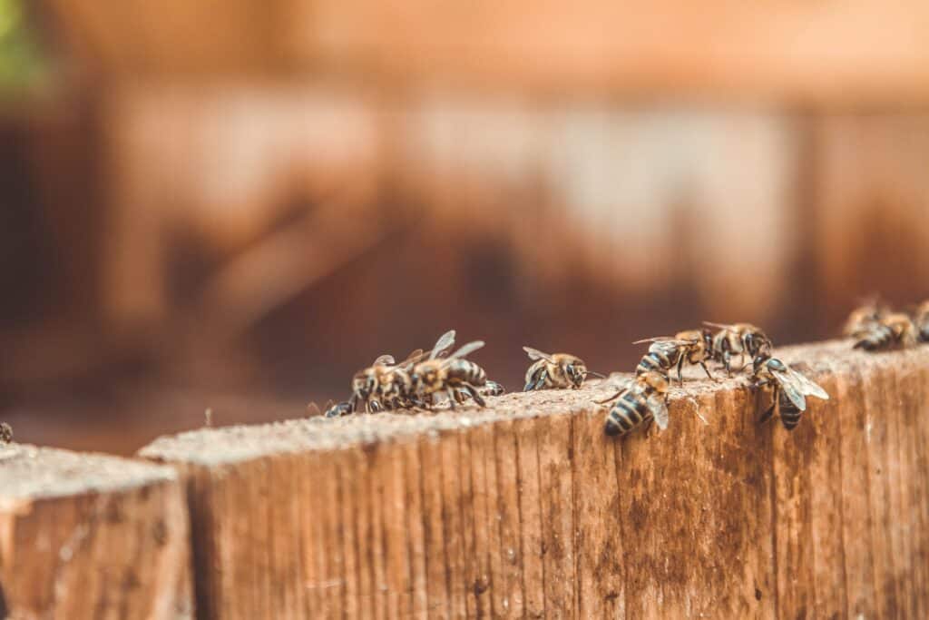 Can you get rid of ants in a beehive without killing the bees