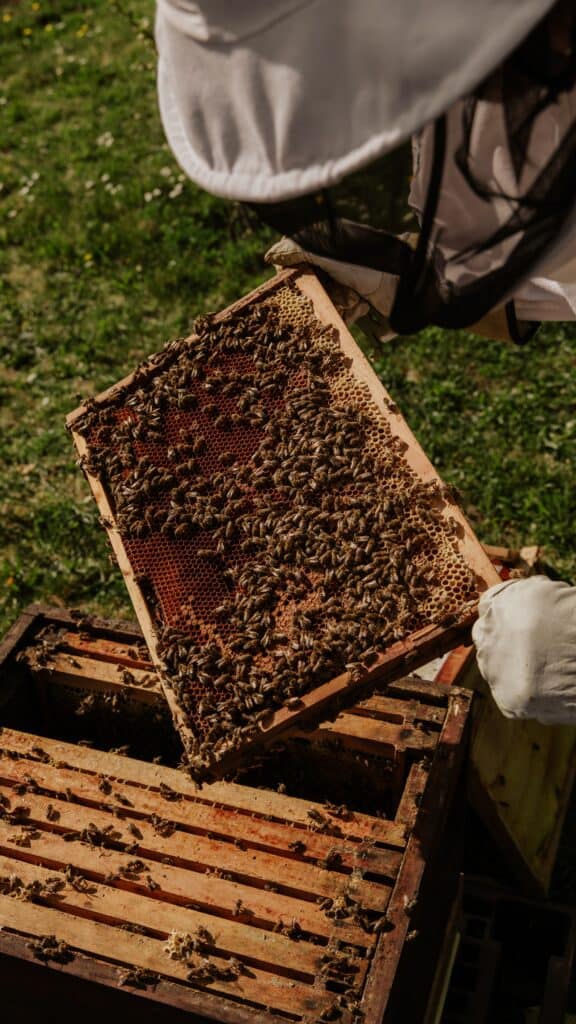 Conventional harvesting honey