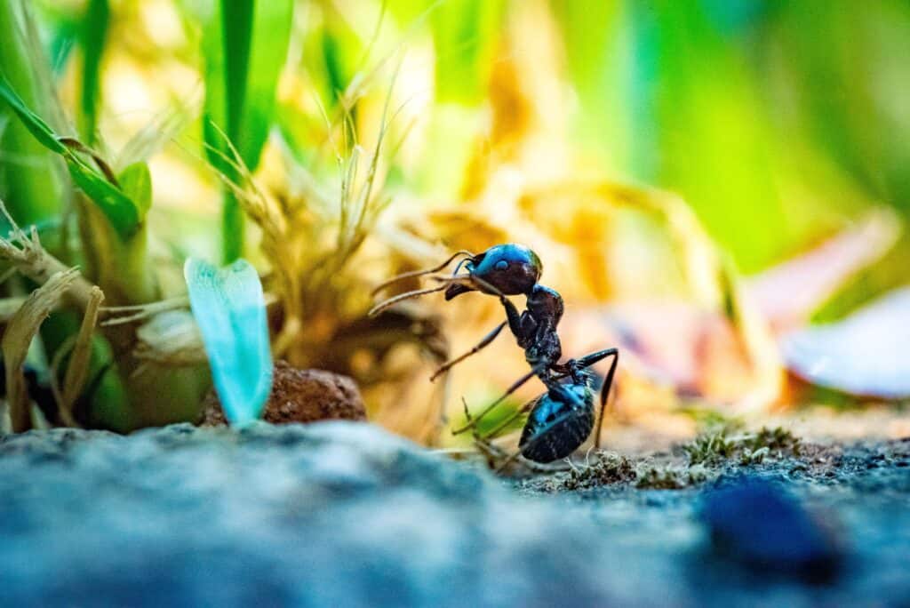 Creating ant barriers stop ants from harming bees