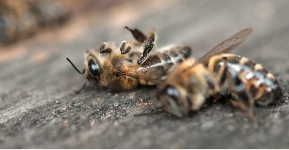 Dead Bees from Pesticides