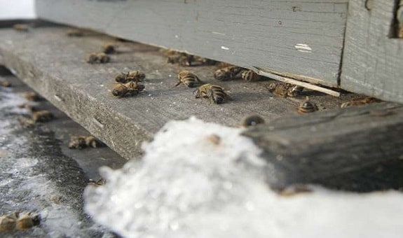 Dead Bees in the Winter