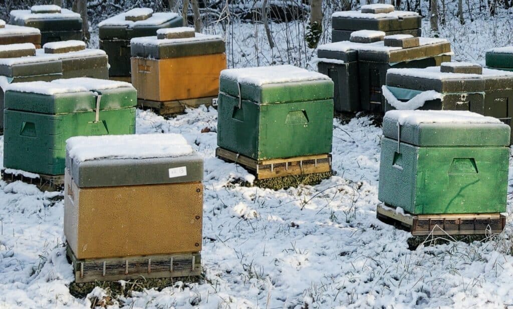 Do not treat for varroa mites in the winter