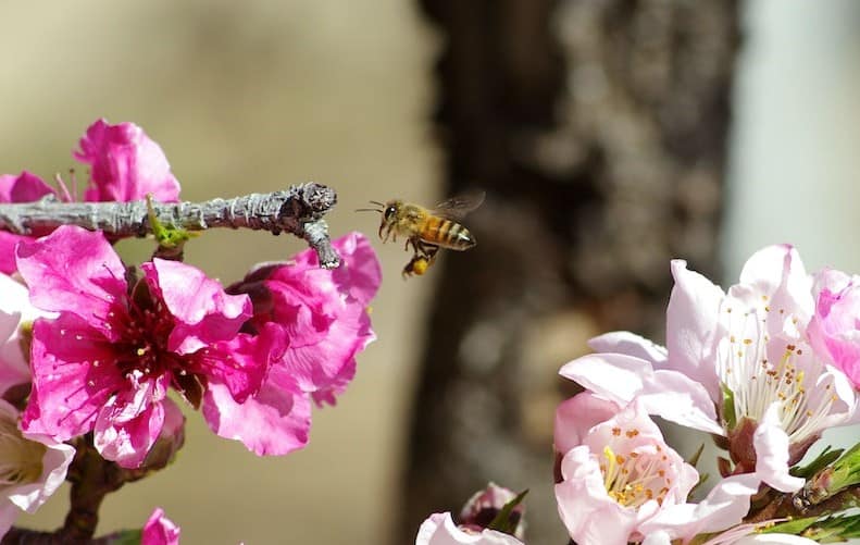 Environmental Benefits of Beekeeping