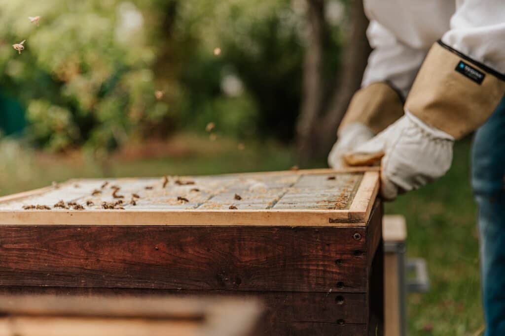 Flow hives are special equipment for beekeeping