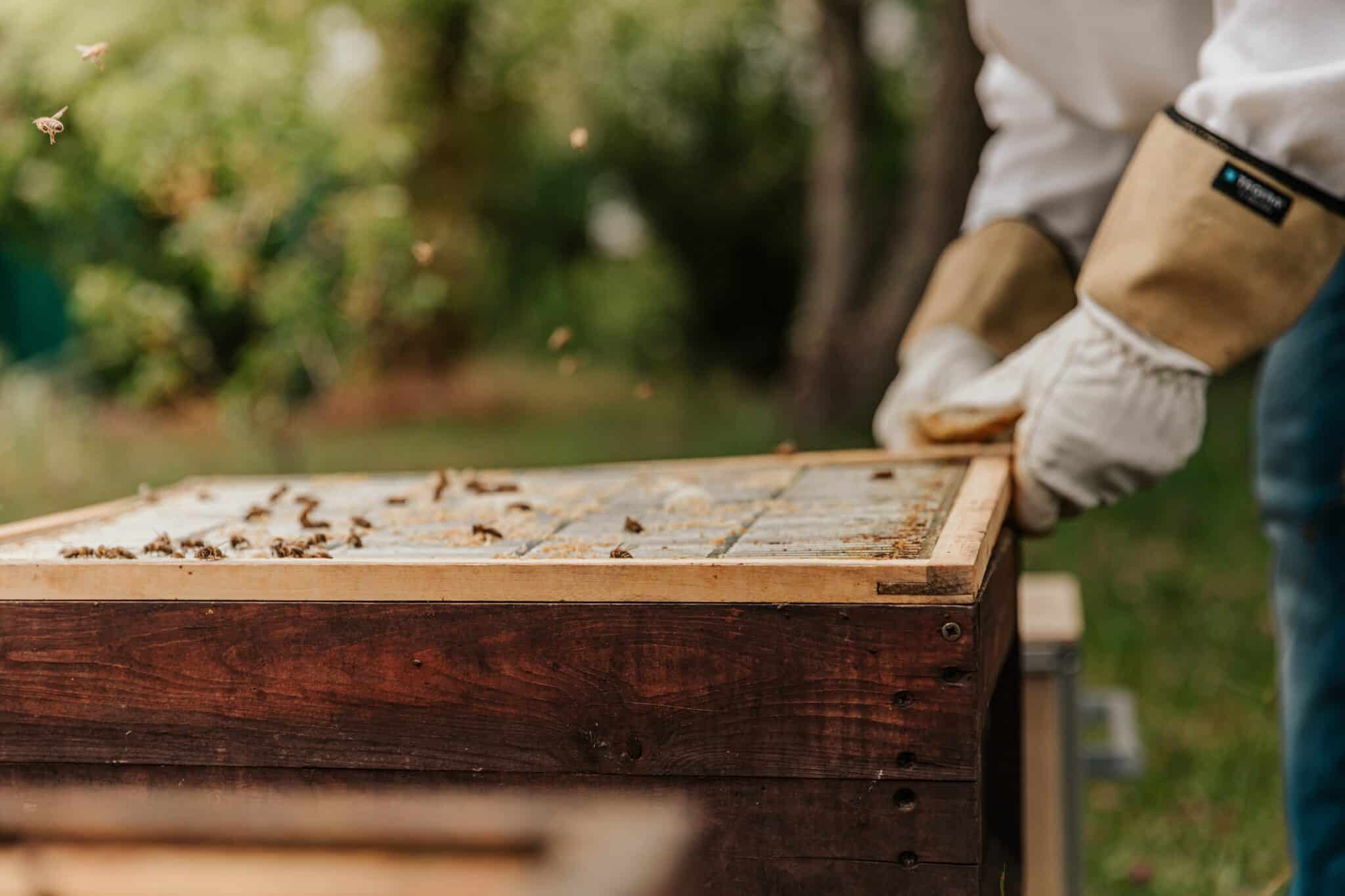 Flow Hive Review Worth the Buzz or Overpriced? (Pros, Cons, & More!) Beekeeping 101