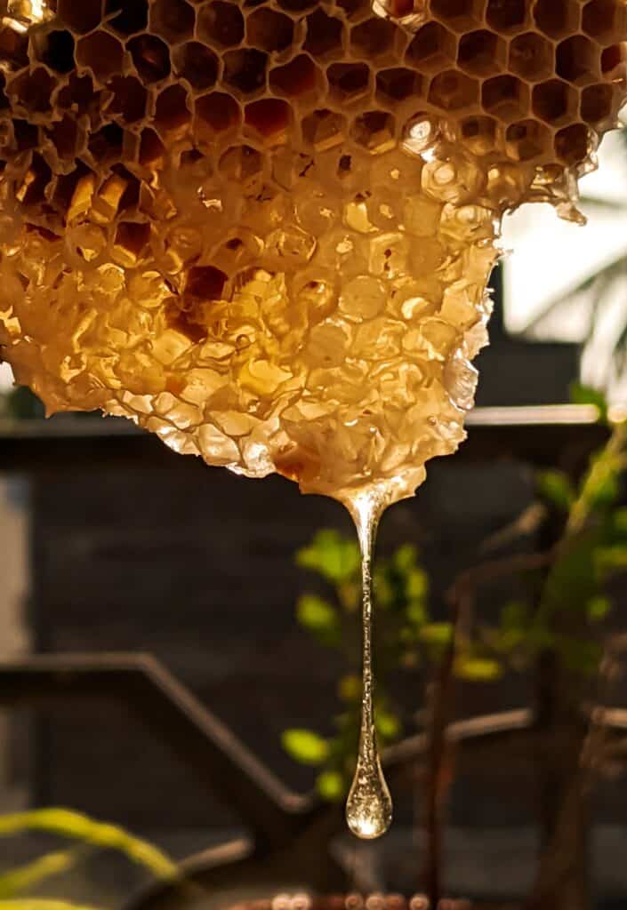 Fresh honey coming from comb