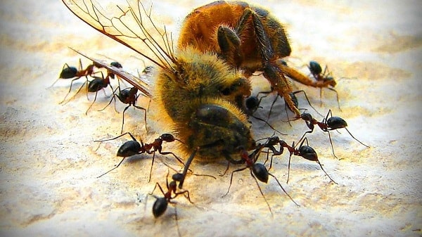 Get Rid of and Deter Ants in Beehive