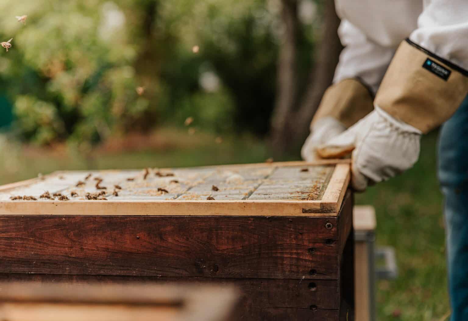 5 Steps To Move A Beehive (Without Killing The Bees!) - Beekeeping 101