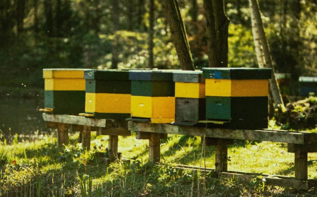 Honey bees and bee colonies bring more to the beekeeping community
