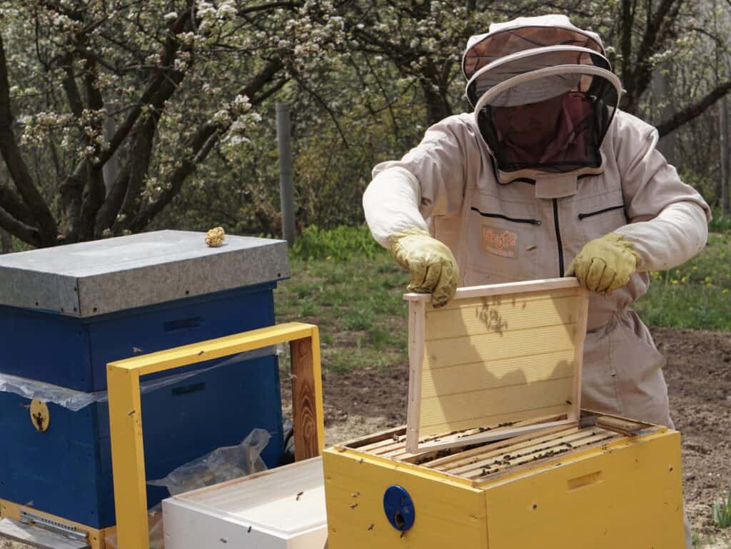 How to Clean Out a Dead Beehive