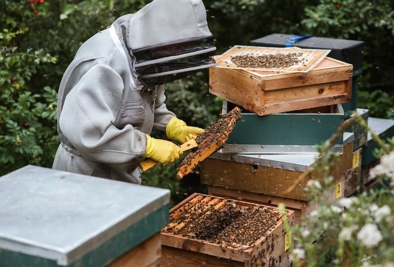 How to Clean Out a Dead Beehive