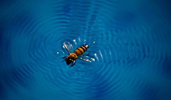 How to Keep Bees and Wasps Away from Pool