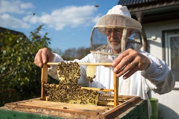 How to Perform a Beehive Inspection
