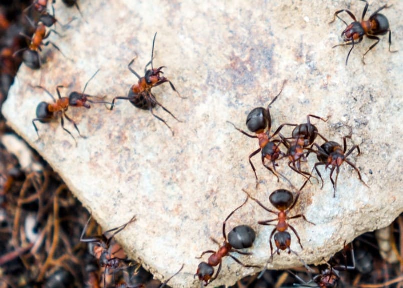 Keep Ants Out of Honey