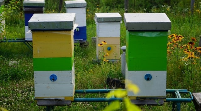 Moving bees to a new location