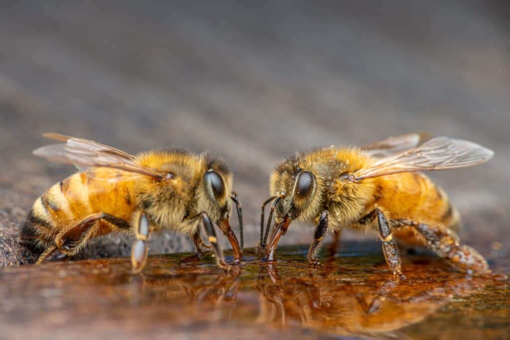 Pool owners keep bees away from pool by providing an alternative source of water